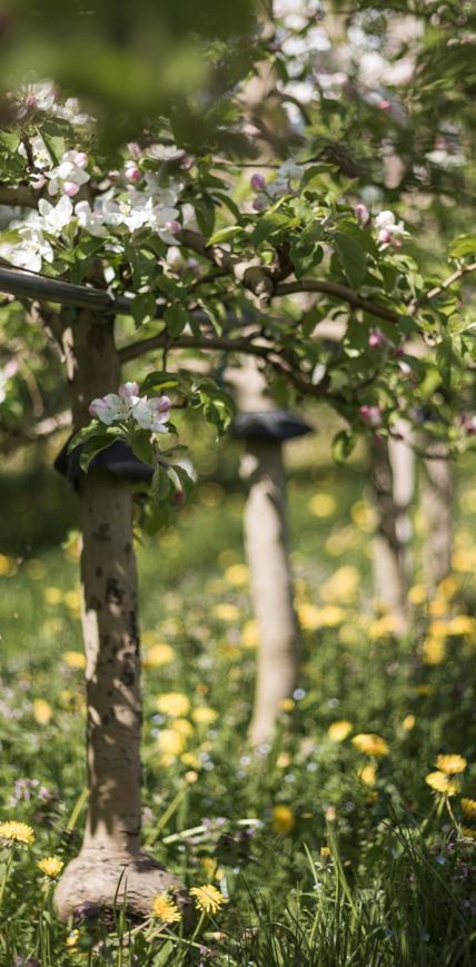 Blühende Apfelbäume