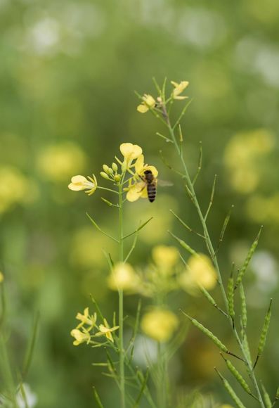 Eine Biene auf einer Blume