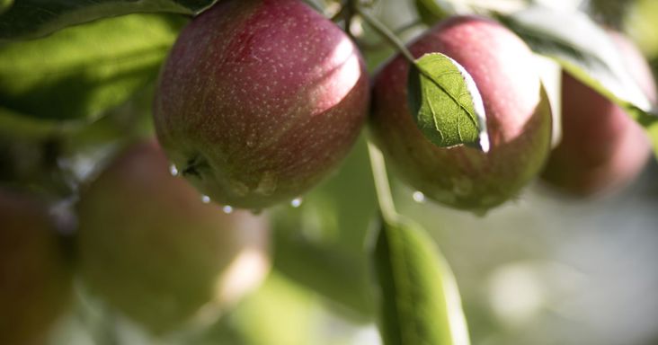 Un melo che porta frutti