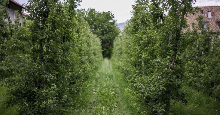 Kuno Christoph's orchard