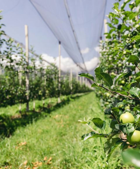Andrea Zampedri's orchard