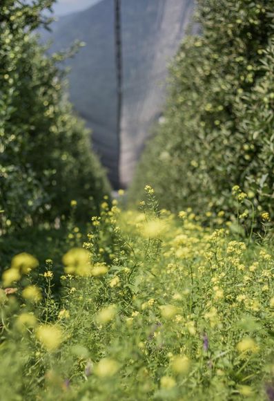 Die Apfelwiese im Frühling