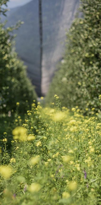 Il meleto in primavera