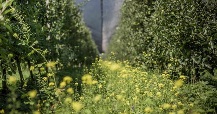 Die Apfelwiese im Frühling