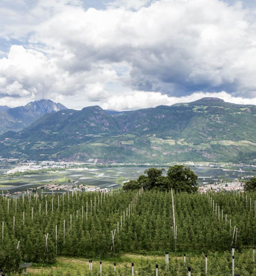 View of an orchard and the mountains