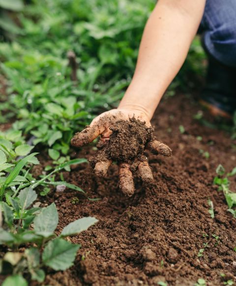 Melanie Zuegg is touching the soil with her hands