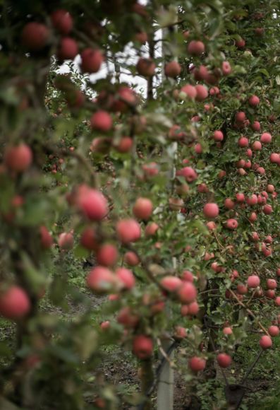 Apple trees full of fruits