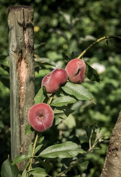 Ein Apfelbaum mit Früchten