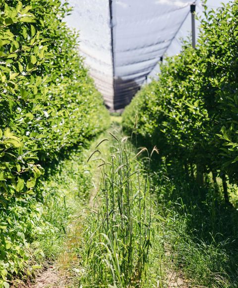 Il meleto di Julia Stampfer