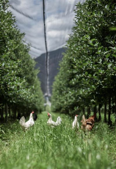 Chickens in the apple orchard