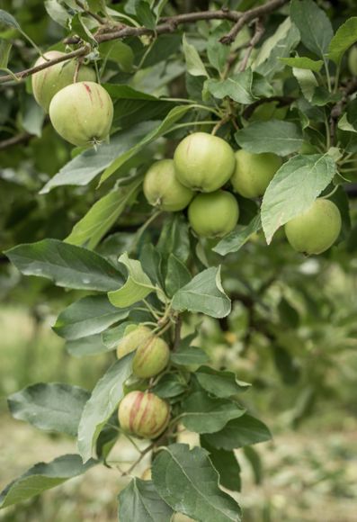 Ein Apfelbaum, der Früchte trägt