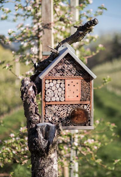 Eine Apfelwiese im Frühling