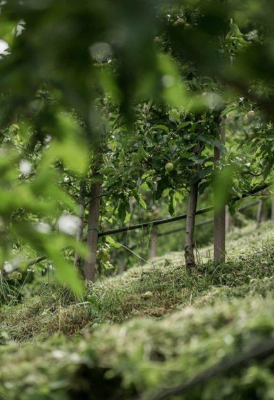 Toni Santer's orchard
