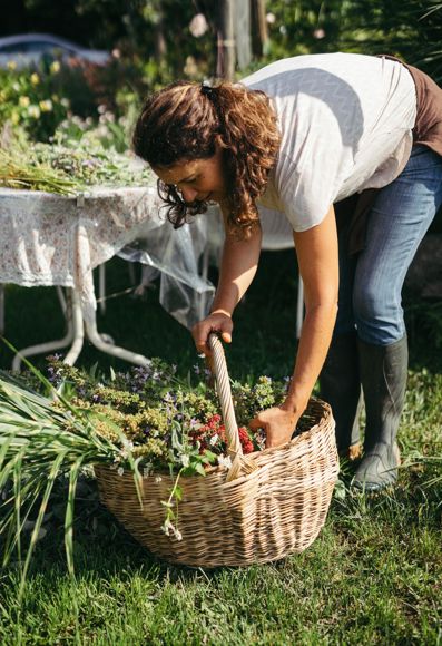 Melanie is harvesting herbs