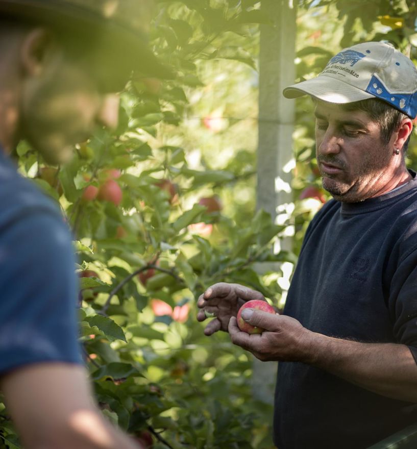 Josef Meraner is harvesting apples