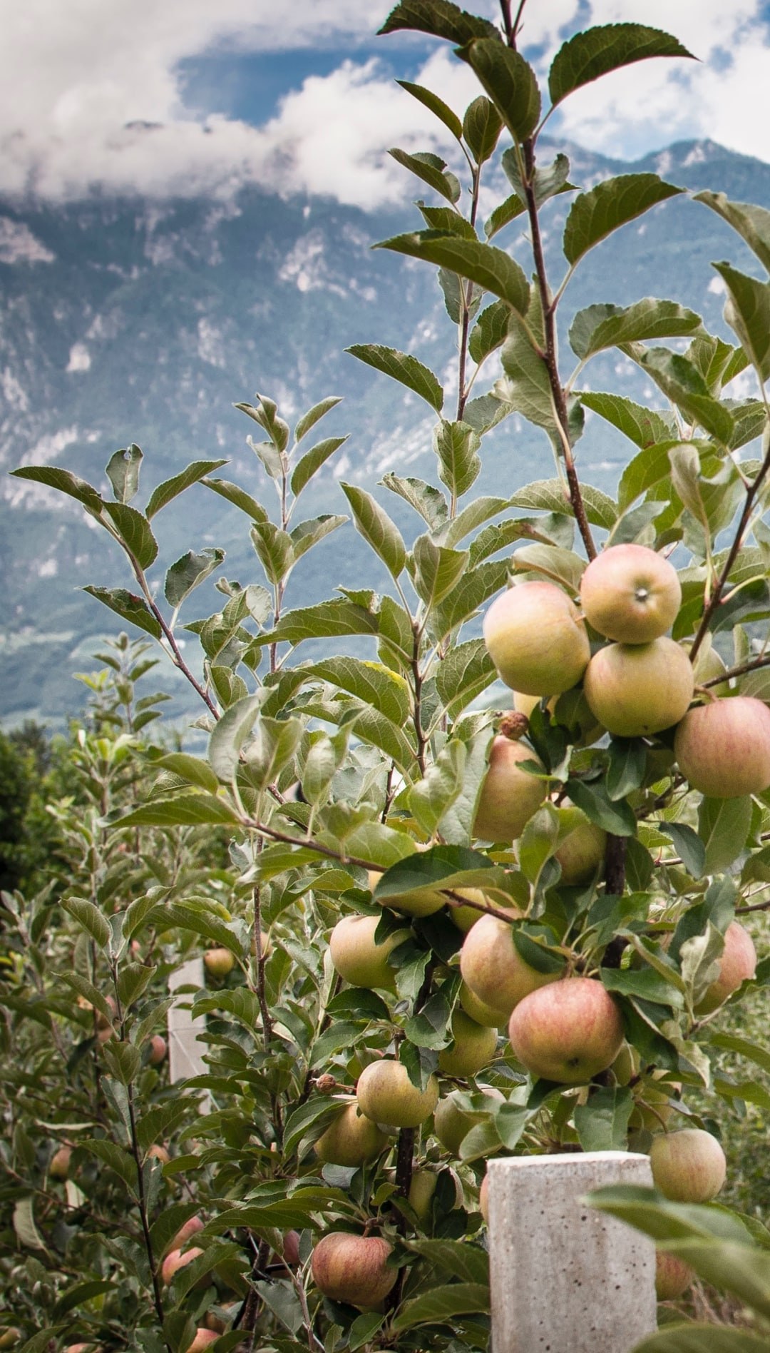 Organic Fuji Apples Biosüdtirol - Organic apples from South Tyrol