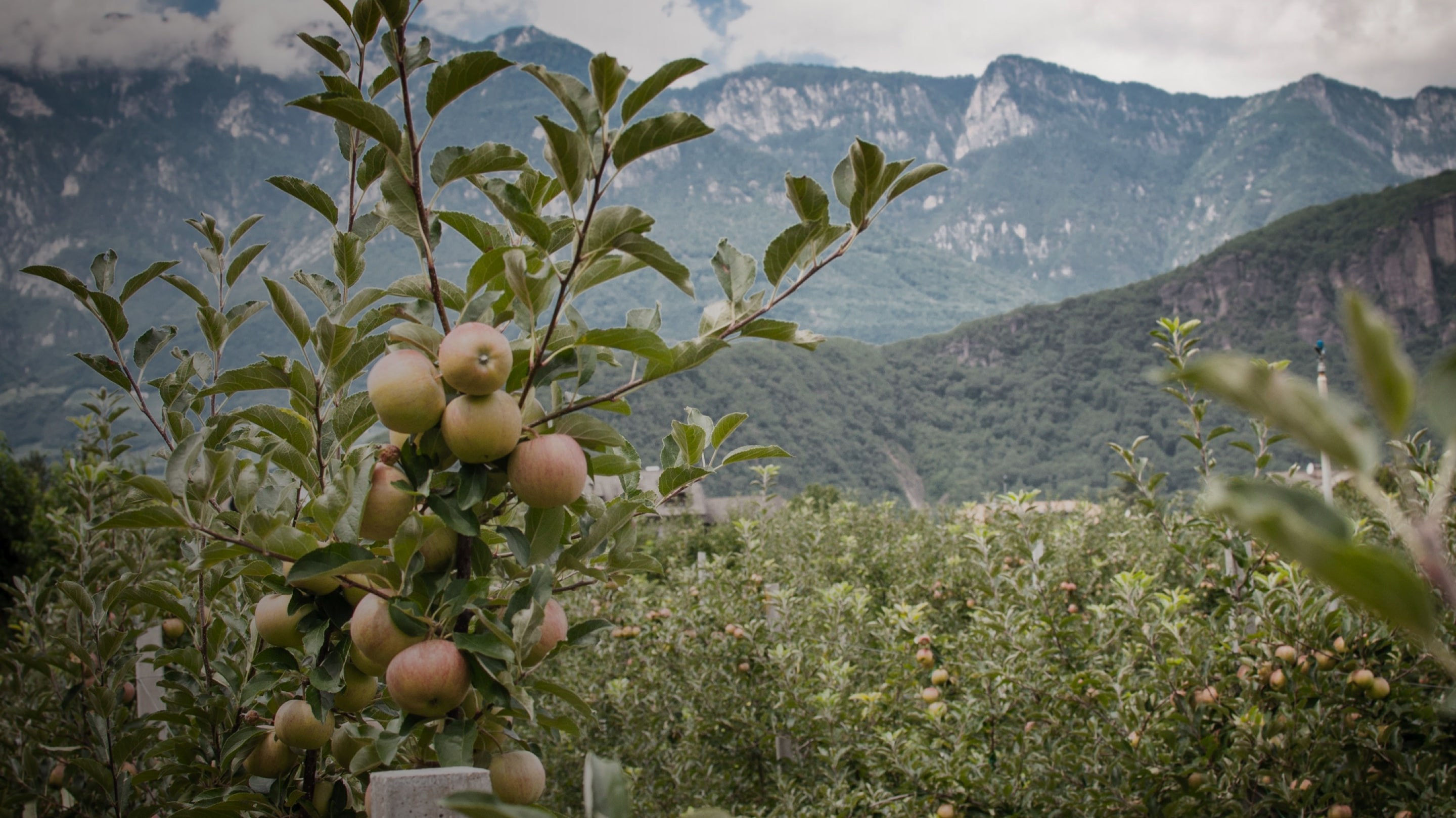 Organic Apples from South Tyrol - Biosüdtirol