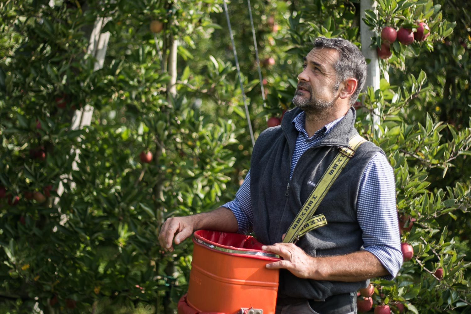 Organic Apple Farmer Bernhard Lösch Biosüdtirol South Tyrol Europe