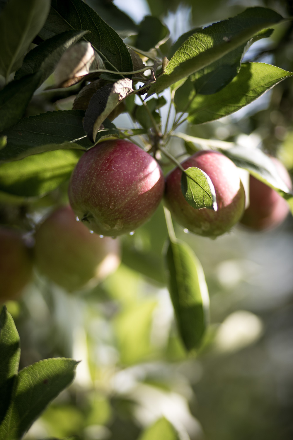 Organic Fuji Apples Biosüdtirol - Organic apples from South Tyrol